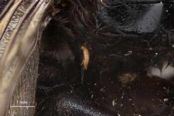 Media type: image;   Entomology 810643 Aspect: habitus dorsal view